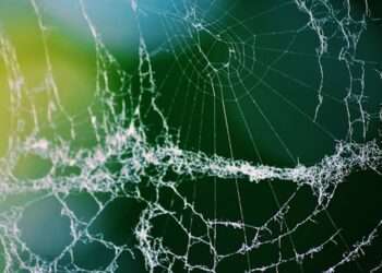 CCS School Board Votes 8-0 to Approve Falsified Documents!!  