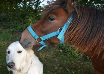 Justice Center Project “Dog and Pony Show” set for Tuesday May 21.