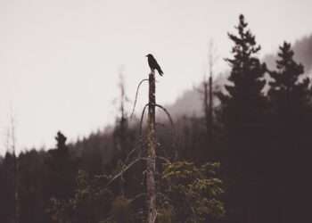 GOD IS DEAD here in CLEVELAND COUNTY!! Pt 1