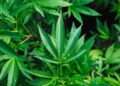 “Legal” Cannabis, Hemp or Marijuana Can Show Up on a Drug TEST!! Use at YOUR Own Risk!! Report forwarded by Robert A