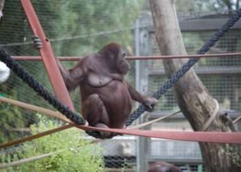 Zoo animals would serve you (CC) better than Joel Shores, Ron Humphries, Kevin Gordon and Johnny Hutchins!!!