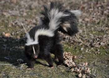 Remove CC Commissioner “Skunks” that won‘t Change their Smell!! The Kevin Gordon Saga!! Same for Johnny Hutchins!!