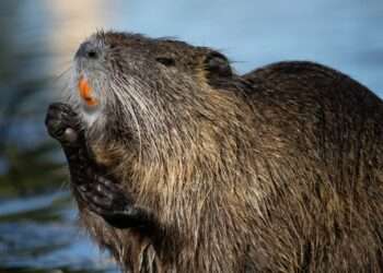 a close up of a beaver in the water