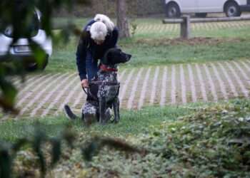 dog, dog school, mantrailing, seek, training, search dog, people search, human, dog school, dog school, mantrailing, mantrailing, mantrailing, mantrailing, animal, pet, mantrailing, search dog, search dog