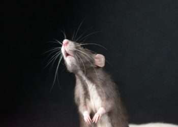 A rat standing on its hind legs looking up