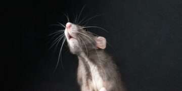 A rat standing on its hind legs looking up